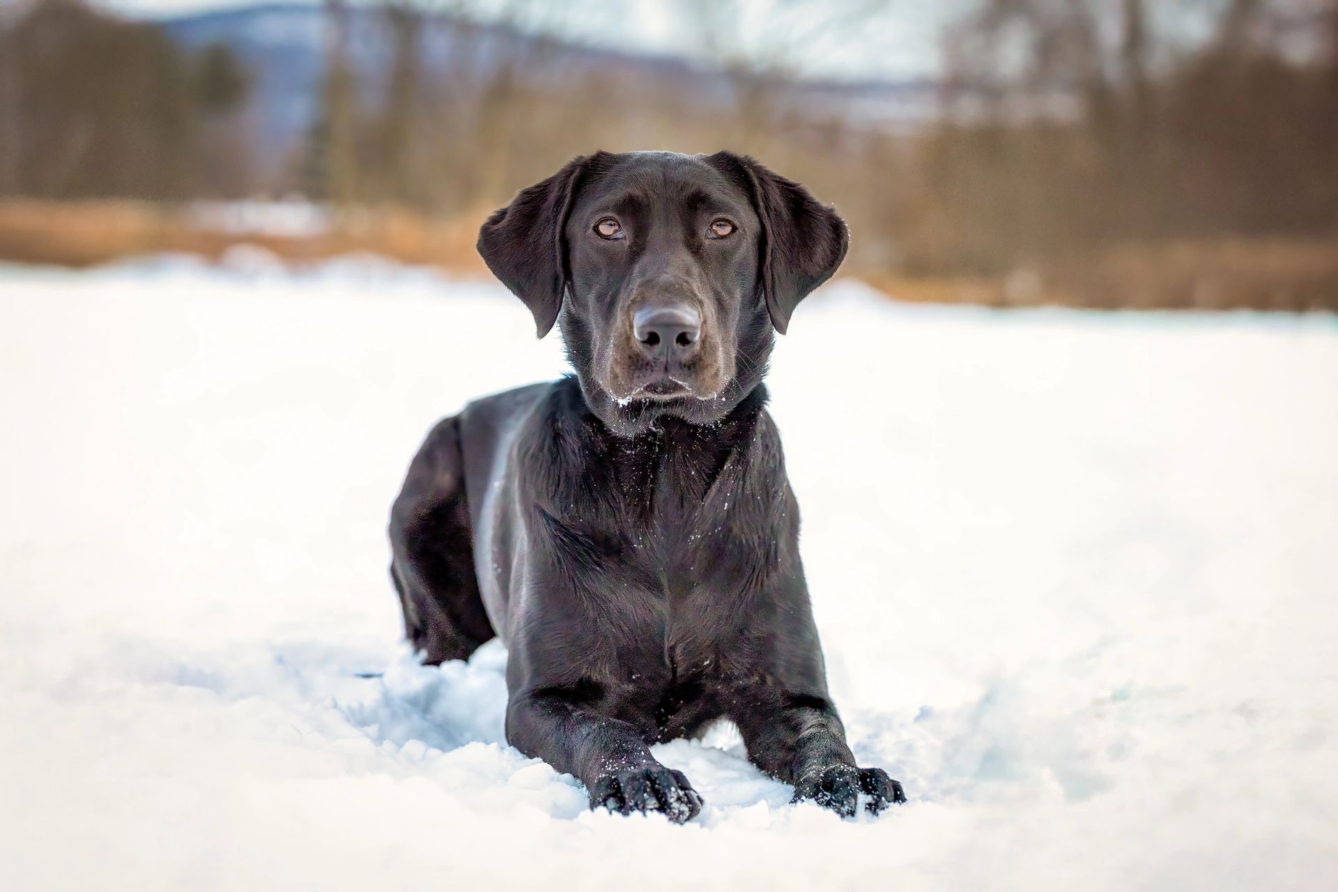 Winter pet portrait in snowy landscape